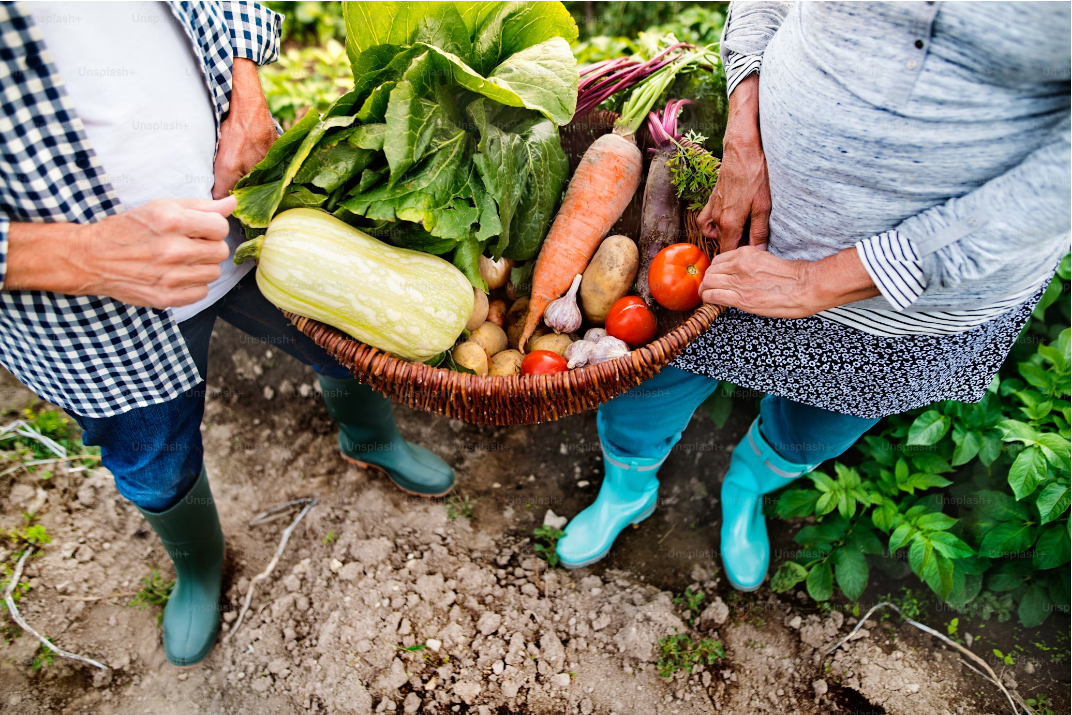 vegetable harvest basket